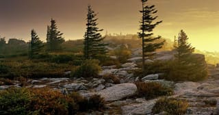 Windswept red spruce and boulders overlooking ridges at Bear Rocks Preserve