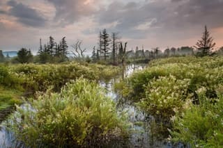 Wetland and forest habitat beneath a cloudy sky at Canaan Valley National Wildlife Refuge