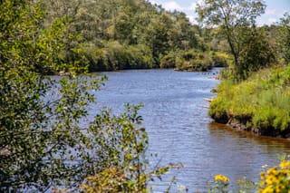 Blackwater River flowing past forested banks at Davis Riverwalk