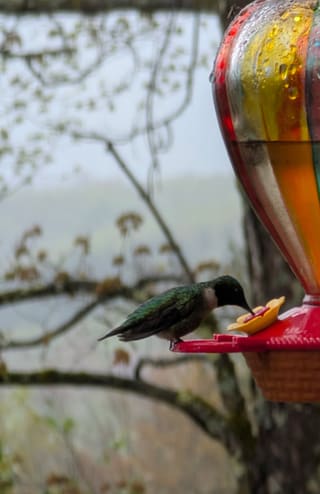 Hummingbird drinking from the colorful feeder in summer